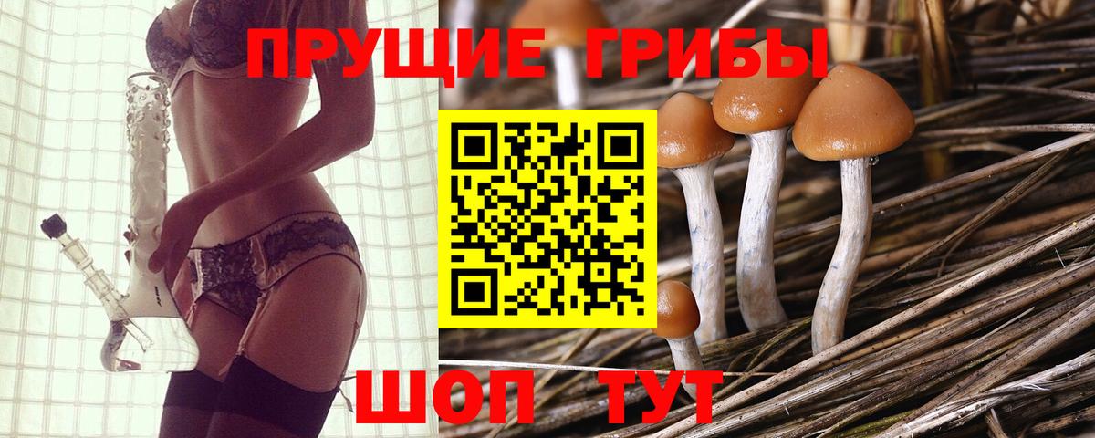 Псилоцибиновые грибы Psilocybe Кудымкар
